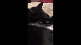 Cat doesn't want to get up