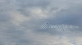 migratory birds netherland for real winter?