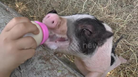 Cute piglets and calf compete for bottle feeding