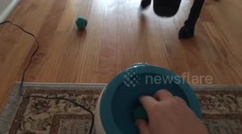 Dog Pre-gaming  before the Super Bowl