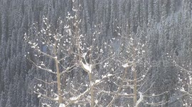 Telluride Avalanche 2017