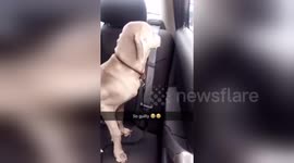 Newsflare Edit - Guilty Weim