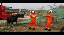 Firefighters use crane to pull ox out of hole