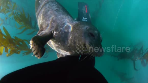Seal has a 'snuggle' with diver