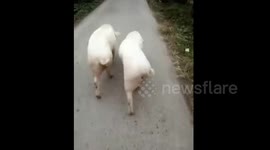These pigs have some serious swagger
