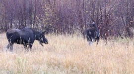 Moose Family - 10/7/2016
