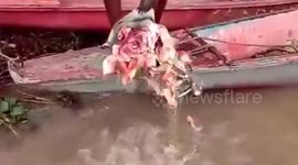 Piranha fishes eat cow head