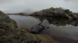 Curious baby seal lunges at GoPro