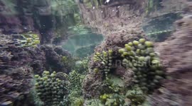 Best underwater video in Kaikoura !