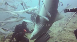 Massive tiger shark interacts with diver
