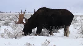 Lots of Bull Moose - 12/16/2016
