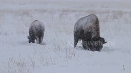 Bison Foraging in Heavy Snow - 12/12/2016