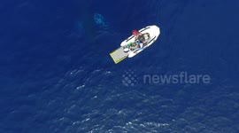 Humpback whales-  mom, calf & escort 2-4-17