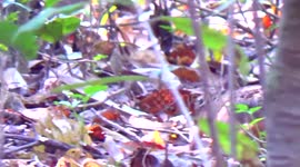 Beautiful woodcock foraging